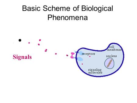Basic Scheme of Biological Phenomena