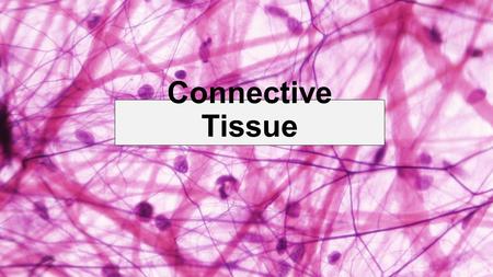 Connective Tissue. General Features - Most abundant tissue in your body - Binds structures together - Provides support, protection, fills space, stores.