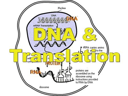 DNA and Translation Gene: section of DNA that creates a specific protein –Approx 25,000 human genes Proteins are used to build cells and tissue Protein.