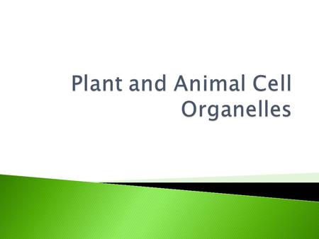 Animal CellPlant Cell Belonging to Both Plant AND Animal Cells.