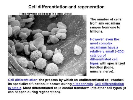Cell differentiation and regeneration