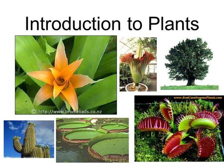Introduction to Plants What is a plant? A multicellular eukaryote that can produce its own food through photosynthesis. Since it can do this, it is an...