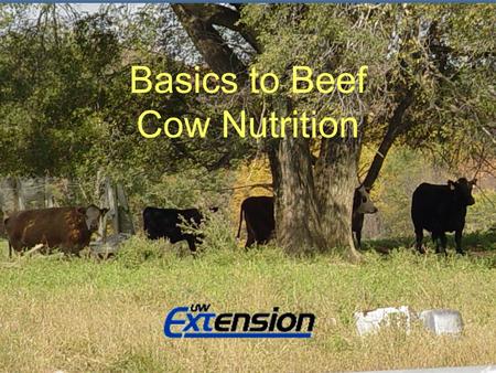 Basics to Small Farm Beef Cow Nutrition Adam Hady Agriculture Agent Richland County UWEX Basics to Beef Cow Nutrition.