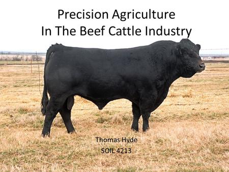 Precision Agriculture In The Beef Cattle Industry Thomas Hyde SOIL 4213.