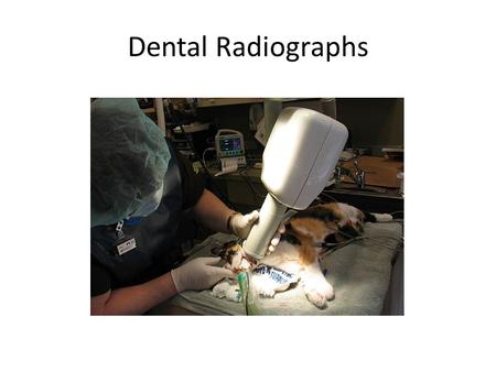 Dental Radiographs. The Dental Prophy ‘ Consider the canine mouth as containing 42 patients, and the feline mouth containig 30 patients, all requiring.