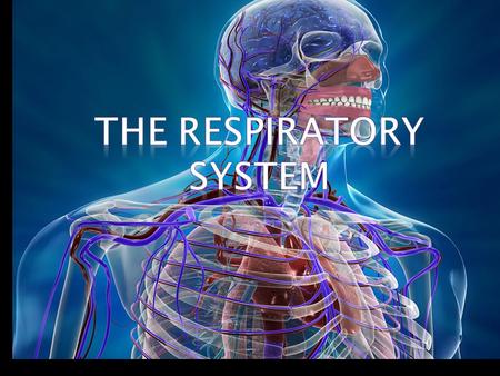 Introduction  Hello, we are Esteban Trejo, McKenzee Simpson, and Saleen Y. Griffin. We will be talking about the Respiratory System. We will talk about.