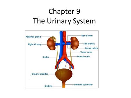 Chapter 9 The Urinary System