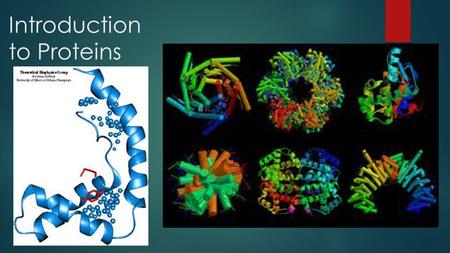 Introduction to Proteins. The 4 major macromolecules of living cells:  Proteins  Lipids  Carbohydrates  Nucleic Acids.