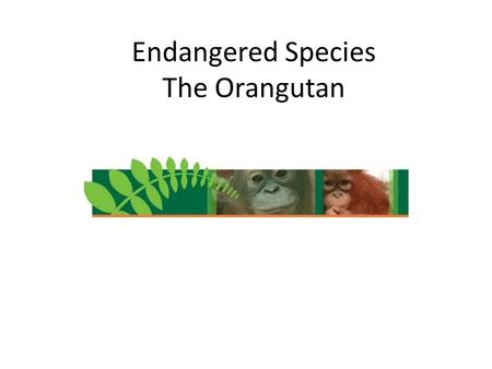 Endangered Species The Orangutan