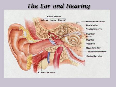 The Ear and Hearing.