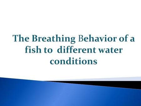 Fish breathe with the use of their gills that dissolves the oxygen in the water. And the mouth that co-ordinates operculum that produces a stream of water.