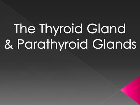 The thyroid gland is located in the lower part of the neck and is partially wrapped around the trachea (windpipe). It has two lobes that are joined together.