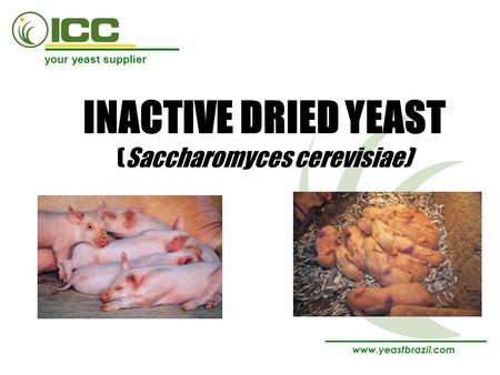 INACTIVE DRIED YEAST (Saccharomyces cerevisiae)