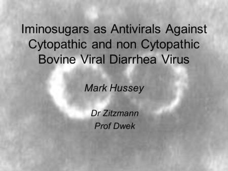 Iminosugars as Antivirals Against Cytopathic and non Cytopathic Bovine Viral Diarrhea Virus Mark Hussey Dr Zitzmann Prof Dwek.