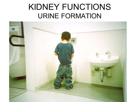 KIDNEY FUNCTIONS URINE FORMATION