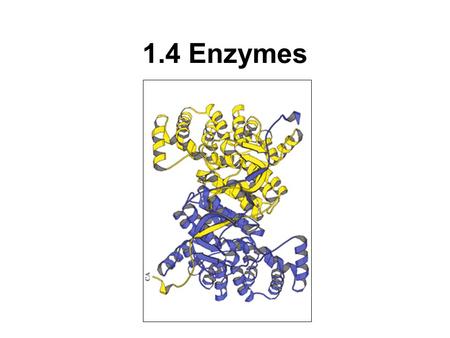 1.4 Enzymes.