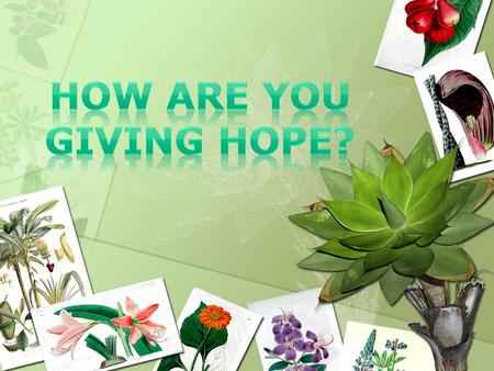 The HOPE organization stands for environmental protection and the rights of animals. Helping Of People Environmentally.