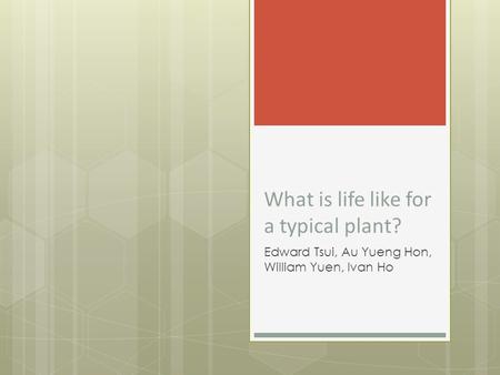 What is life like for a typical plant? Edward Tsui, Au Yueng Hon, William Yuen, Ivan Ho.
