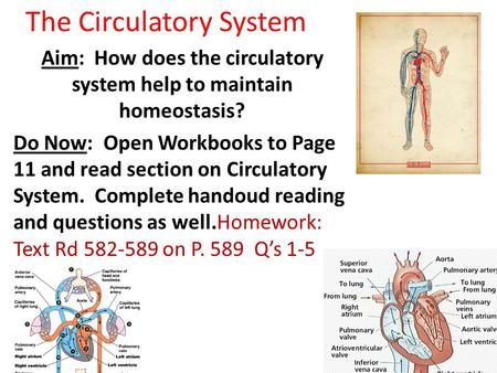 The Circulatory System Aim: How does the circulatory system help to maintain homeostasis? Do Now: Open Workbooks to Page 11 and read section on Circulatory.
