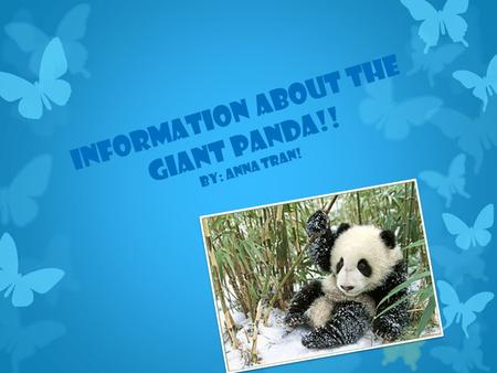 Information About The Giant Panda!! By: Anna Tran!