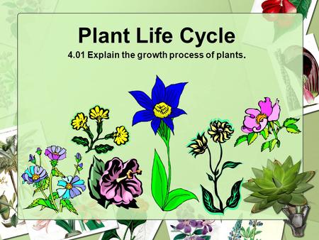 Plant Life Cycle 4.01 Explain the growth process of plants.