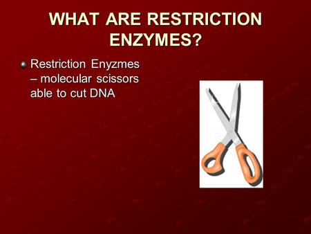 WHAT ARE RESTRICTION ENZYMES? Restriction Enyzmes – molecular scissors able to cut DNA.