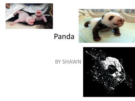 Panda BY SHAWN. The animal I am researching is a mammal. (include a picture here)