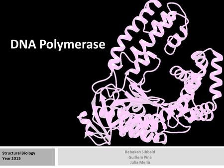 DNA Polymerase Rebekah Sibbald Guillem Pina Júlia Melià Structural Biology Year 2015.