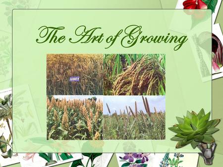 The Art of Growing. Introduction We are from “Centre for Agriculture and Rural development” working for the innovation & sustainable agriculture development.