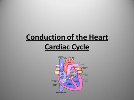Conduction of the Heart Cardiac Cycle. Learning Objectives Explain how the heart works in relation to the conduction system Explain the cardiac cycle.