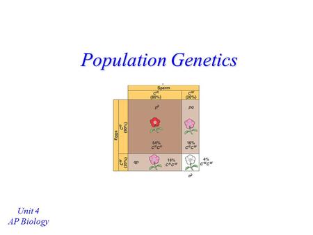 Population Genetics Unit 4 AP Biology.