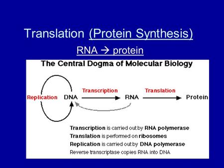 Translation (Protein Synthesis) RNA  protein. Making a protein Many RNAs needed –mRNA, tRNA, rRNA.
