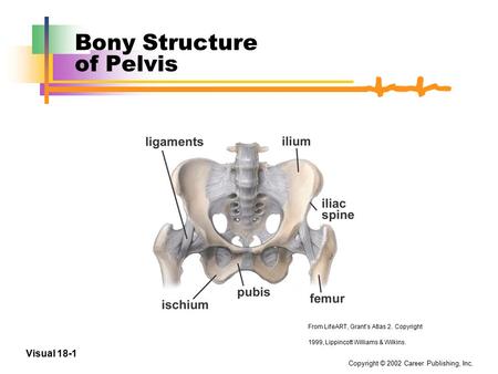 Bony Structure of Pelvis