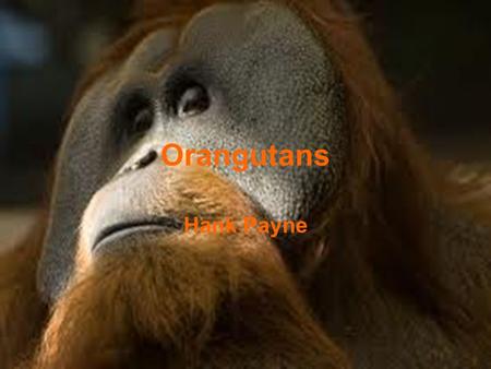 Orangutans Hank Payne.