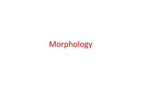 Morphology.