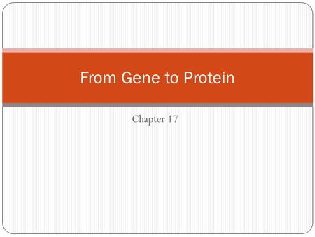 Chapter 17 From Gene to Protein. Gene Expression The process by which DNA directs the synthesis of proteins 2 stages: transcription and translation Detailed.