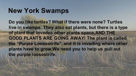 New York Swamps Do you like turtles? What if there were none? Turtles live in swamps. They also eat plants, but there is a type of plant that invades other.