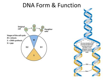 DNA Form & Function.