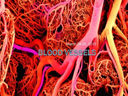 March 24-25, 2015. Types of Blood Vessels Blood Vessel Tunics  All vessels except capillaries have three layers, or tunics  Capillaries have a single.