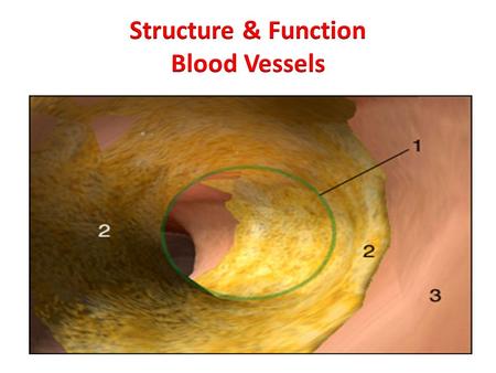 Types of Blood Vessels 1.Arteries: Carry blood away from the heart Blood leaving heart starts off in large vessels called arteries Arteries become smaller.
