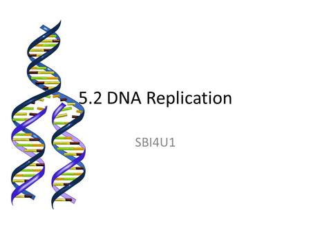 5.2 DNA Replication SBI4U1. Humans rely on the continual regeneration of cells ( ie. Especially during injury) – Examples: Humans begin as a single fertilized.