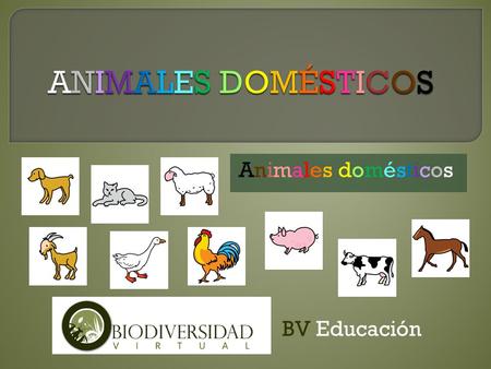 Animales domésticos BV Educación