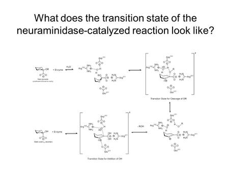 What does the transition state of the neuraminidase-catalyzed reaction look like?