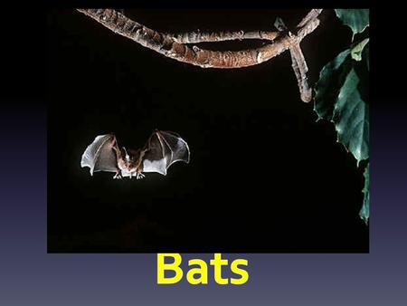 Bats. Bats are flying mammals. They are not birds.