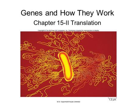 Chapter 15-II Translation Genes and How They Work.