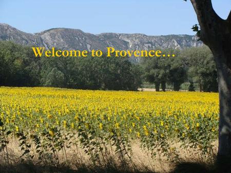 Welcome to Provence…. the Camargue, surrounded by grass fields,