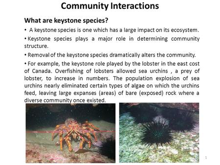 Community Interactions What are keystone species? A keystone species is one which has a large impact on its ecosystem. Keystone species plays a major role.