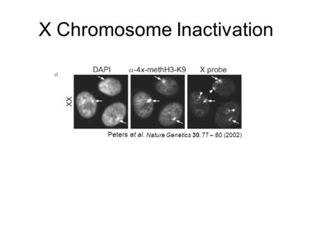 X Chromosome Inactivation Nature Genetics 30, 77 – 80 (2002) Peters et al.