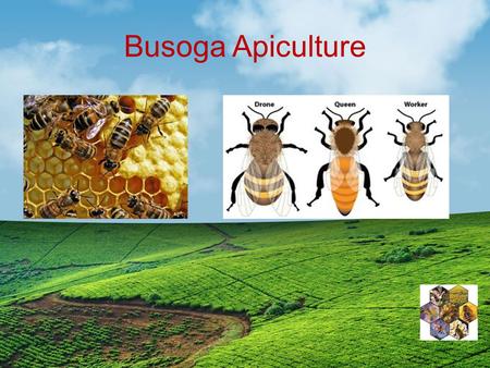 Busoga Apiculture. Apiculture (Bee keeping) The farming of bees for honey. Busoga has very fertile land. Its suitable Agriculture, though not very for.