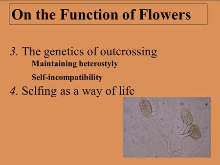 On the Function of Flowers